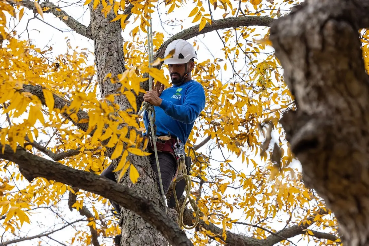Skilled Tree Trimming crew working in West Salem